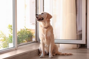 Bellevue Window Screen Replacement Affordable Bellevue window screen replacement in WA near 98004