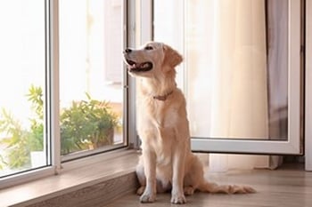 Expert Tacoma window screen replacement in WA near 98444